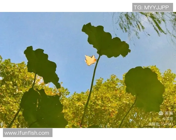 加威足球明星名单全解析及其职业生涯成就回顾